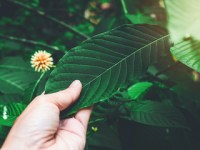 Fresh kratom is kratom that grows in Indonesia