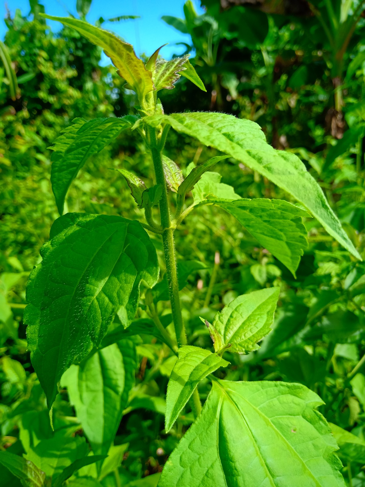 Calea Ternifolia Indonesia (Dream Plant)